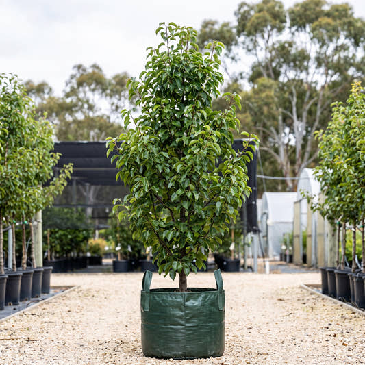 Mini Capital Ornamental Pear - Pyrus calleryana ‘Mini Capital’