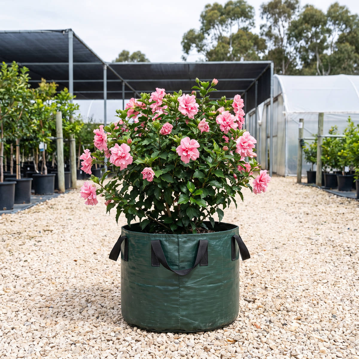 Double Pink Adonicus Hibiscus - Hibiscus ‘Flamenco Adonicus Double Pink’