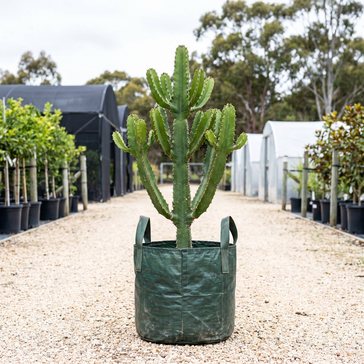 Euphorbia eritrea