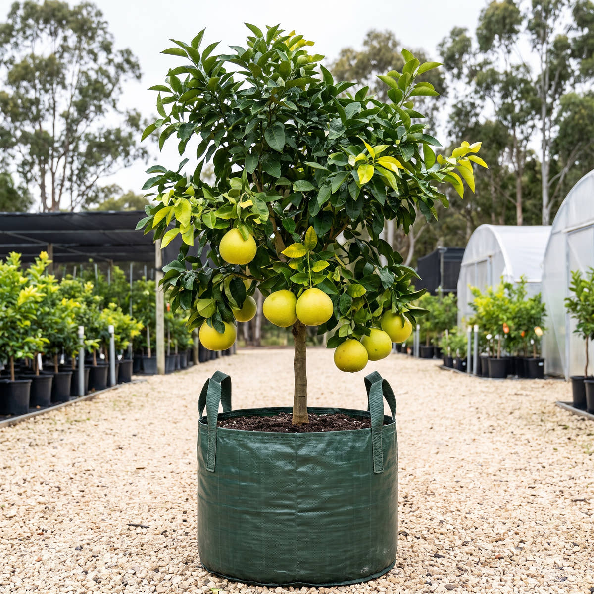 Rio Red Grapefruit - Citrus paradisi ‘Rio Red’