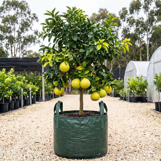 Rio Red Grapefruit - Citrus paradisi ‘Rio Red’