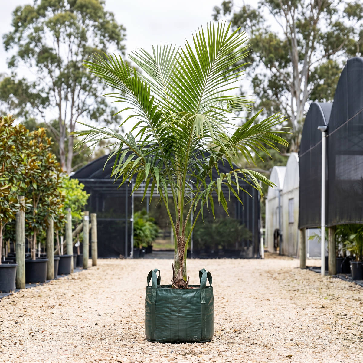 Arikury Palm - Syagrus schizophylla