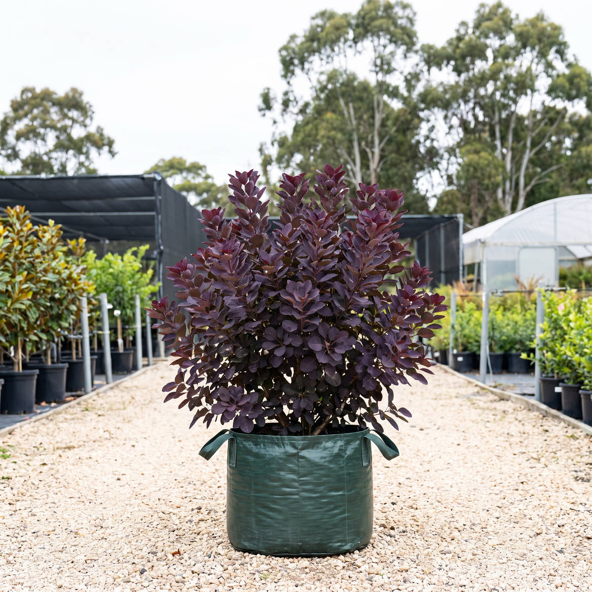 Grace Smoke Bush - Cotinus coggygria ‘Grace’