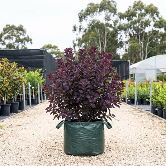 Grace Smoke Bush - Cotinus coggygria ‘Grace’