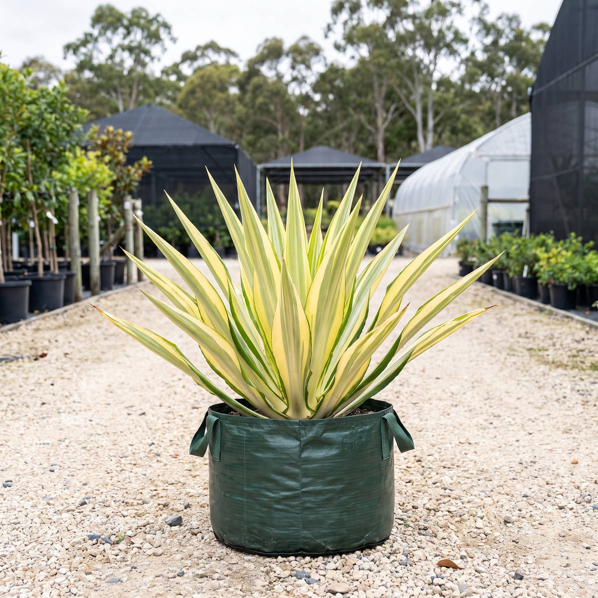 Variegated Mauritius Hemp - Furcraea foetida ‘Variegata’
