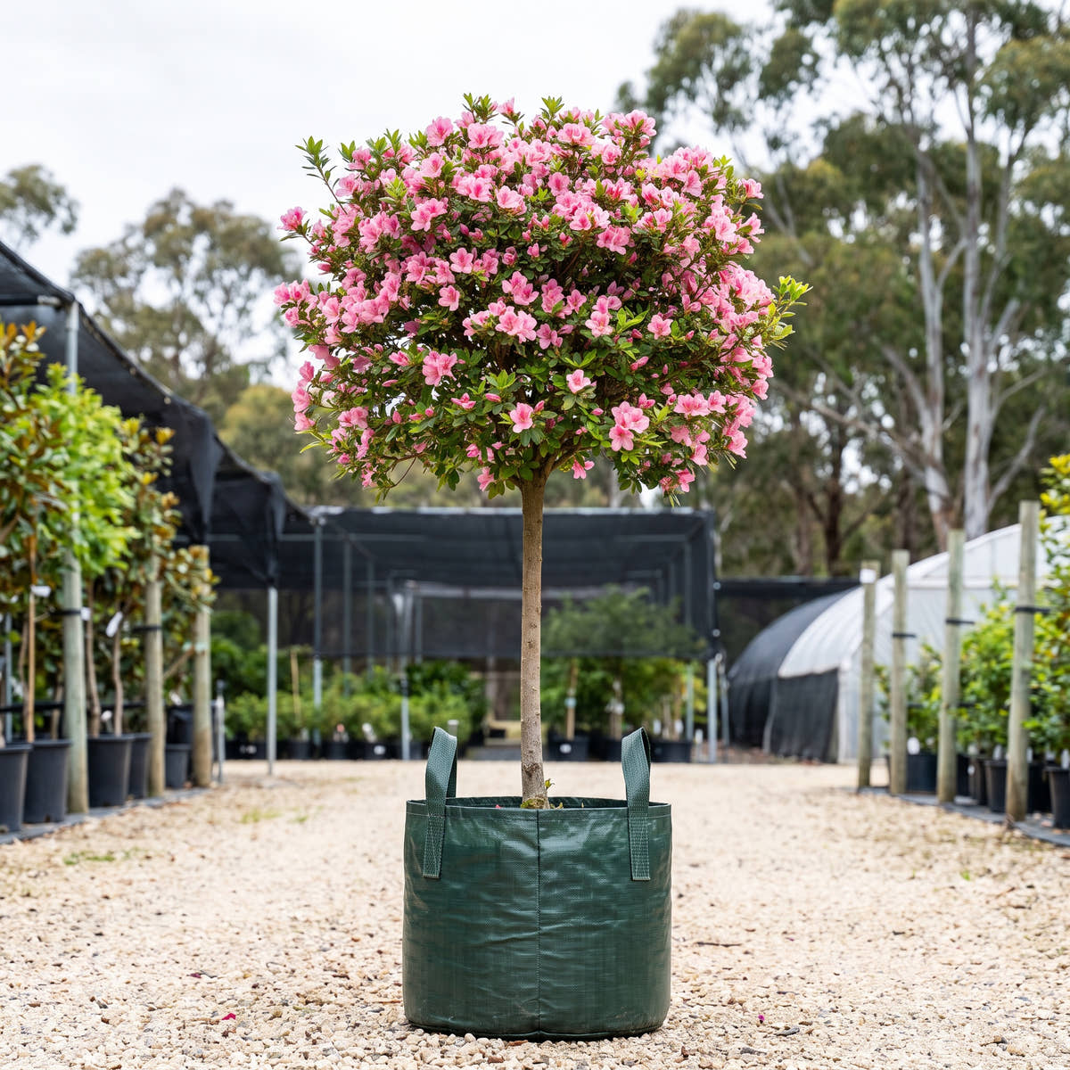 Alphonse Anderson Azalea (Standard) - Rhododendron ‘Alphonse Anderson’