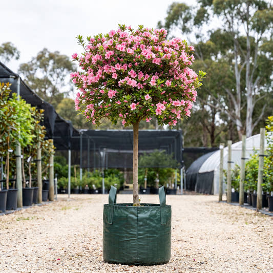 Alphonse Anderson Azalea (Standard) - Rhododendron ‘Alphonse Anderson’