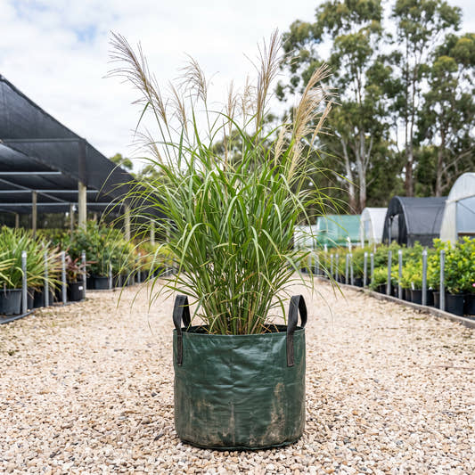 Tiger Grass - Thysanolaena latifolia