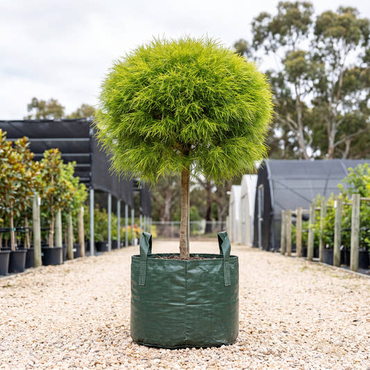 Limelight Dwarf Acacia (Standard) - Acacia cognata ‘Limelight’