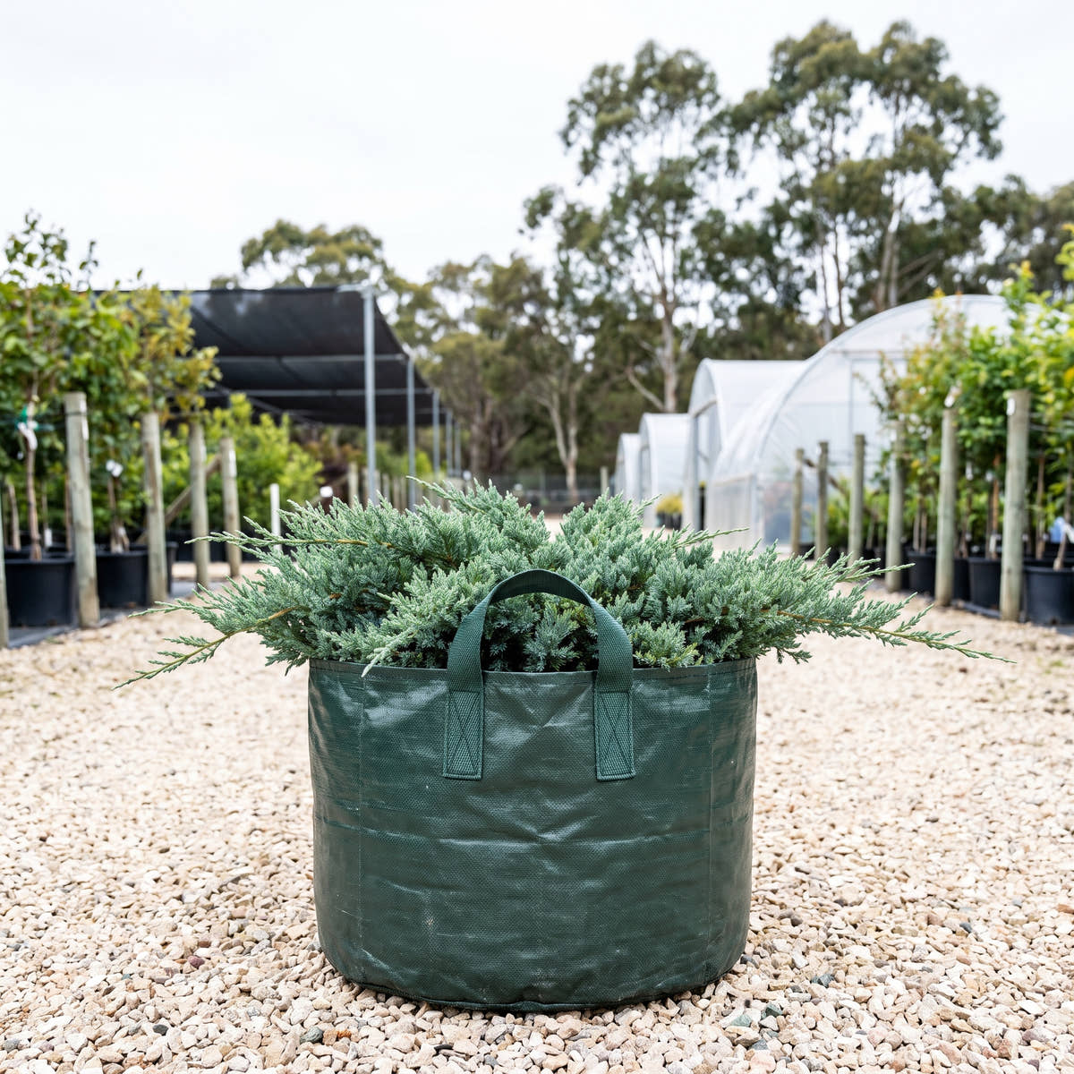 Douglasii Creeping Juniper - Juniperus horizontalis ‘Douglasii’