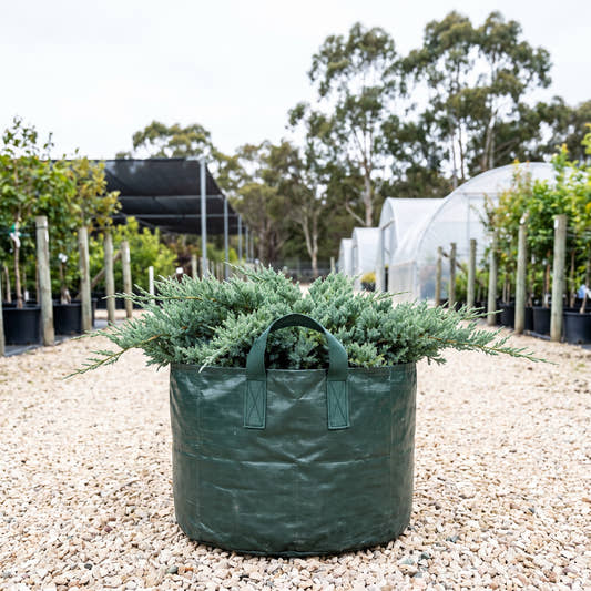 Douglasii Creeping Juniper - Juniperus horizontalis ‘Douglasii’