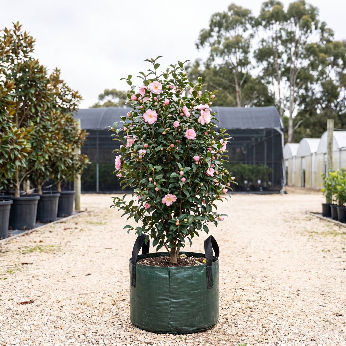 Weroona Camellia - Camellia sasanqua ‘Weroona’