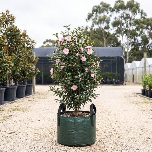 Weroona Camellia - Camellia sasanqua ‘Weroona’