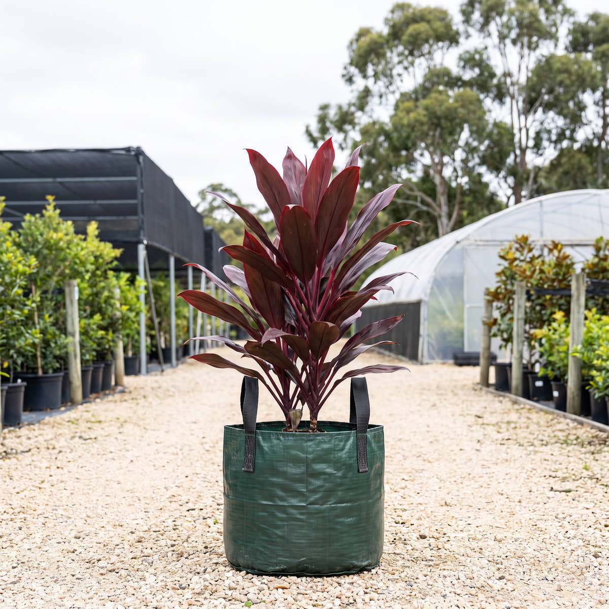 Red Ti Plant (Multi-Stem) - Cordyline fruticosa ‘Rubra’