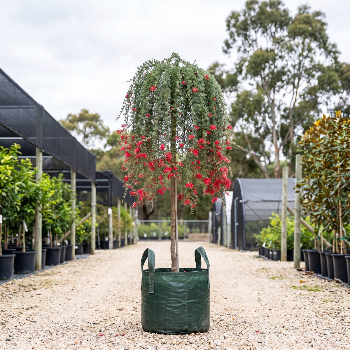Grevillea humifusa (Standard)