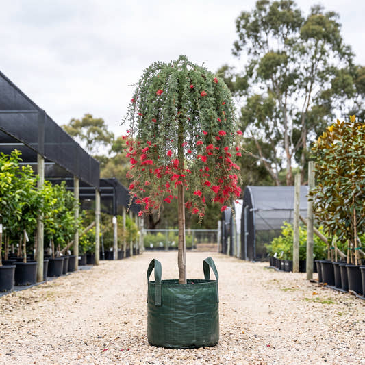 Grevillea humifusa (Standard)