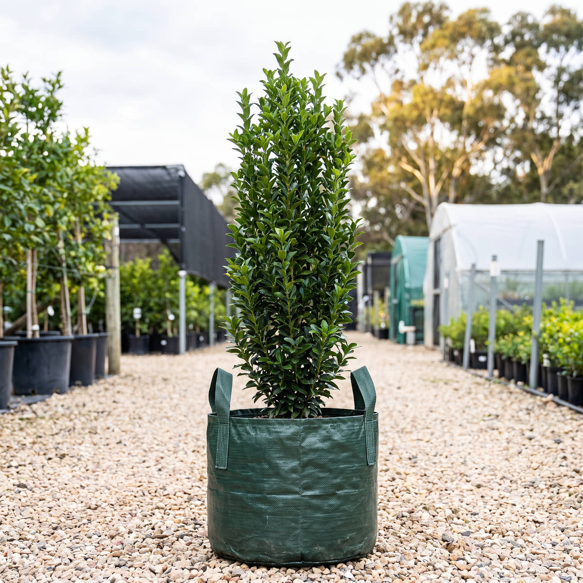 Green Rocket Japanese Spindle - Euonymus japonicus ‘Green Rocket’