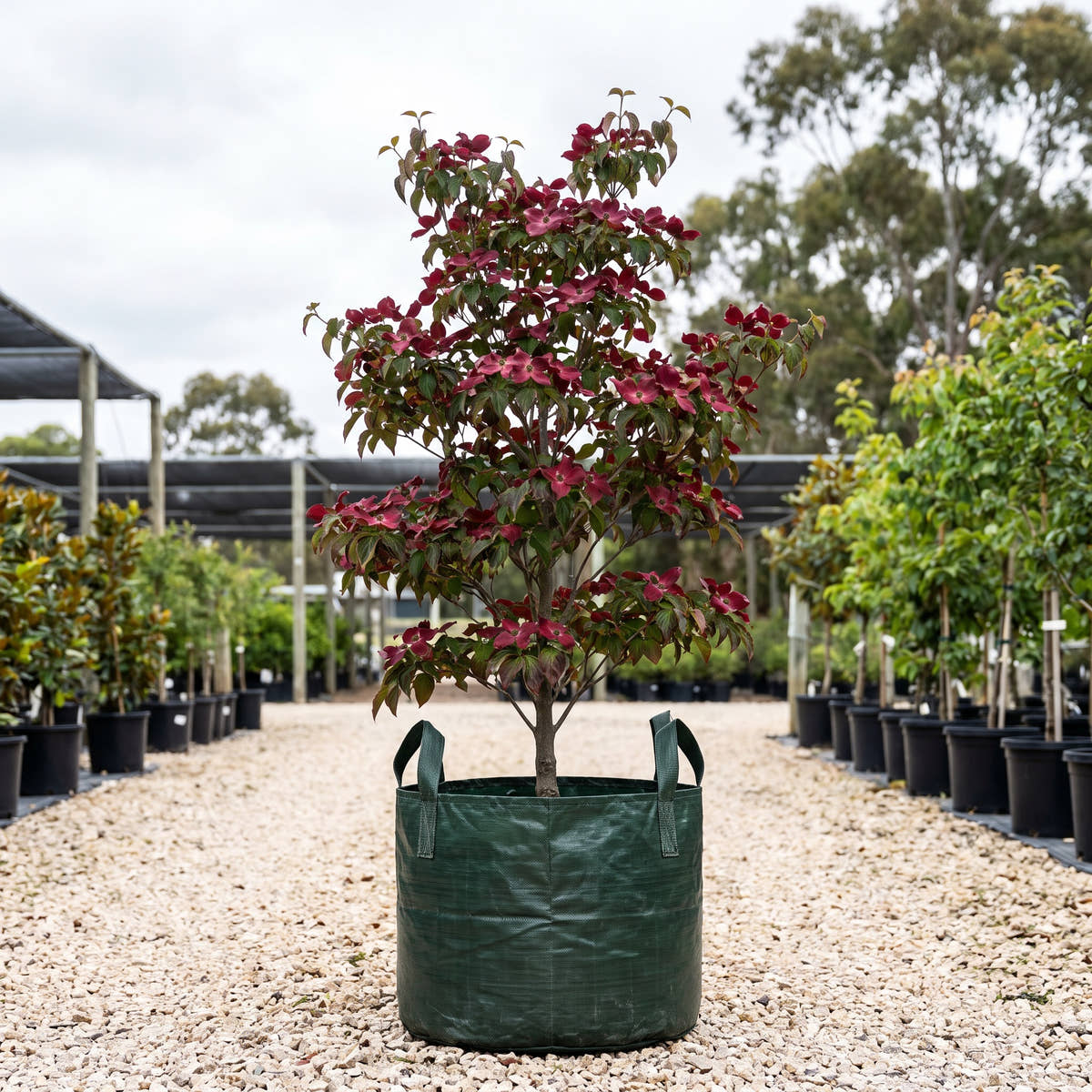 Red Beauty Dogwood - Cornus florida ‘Red Beauty’