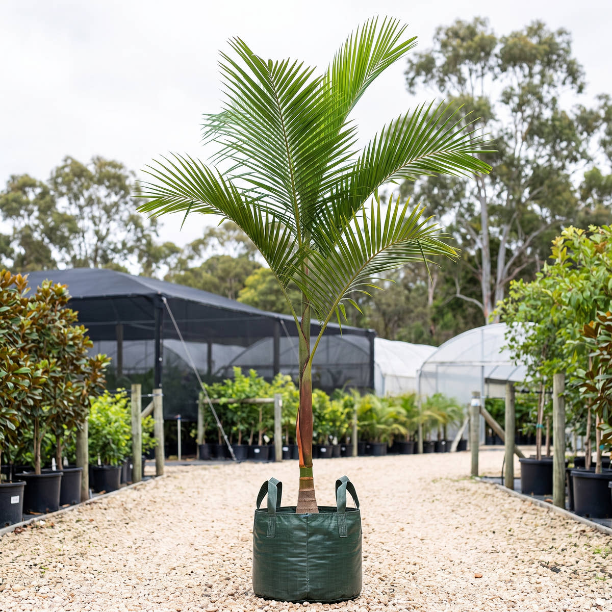 Jucara Palm - Euterpe edulis