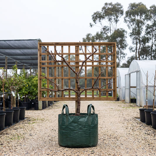 Santa Rosa Plum (Espalier) - Prunus salicina ‘Santa Rosa’
