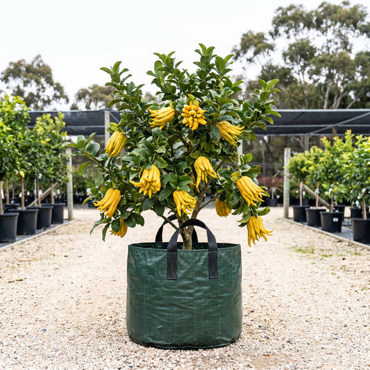 Buddha’s Hand Citron - Citrus medica var. sarcodactylis