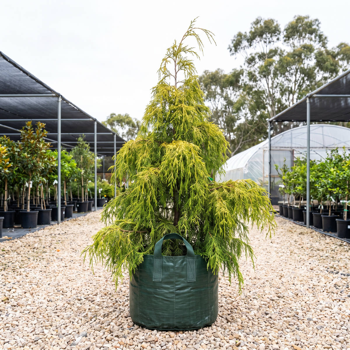 Gold Cascade Kashmir Cypress - Cupressus cashmeriana ‘Gold Cascade’