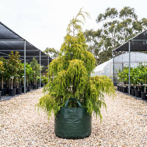 Gold Cascade Kashmir Cypress - Cupressus cashmeriana ‘Gold Cascade’