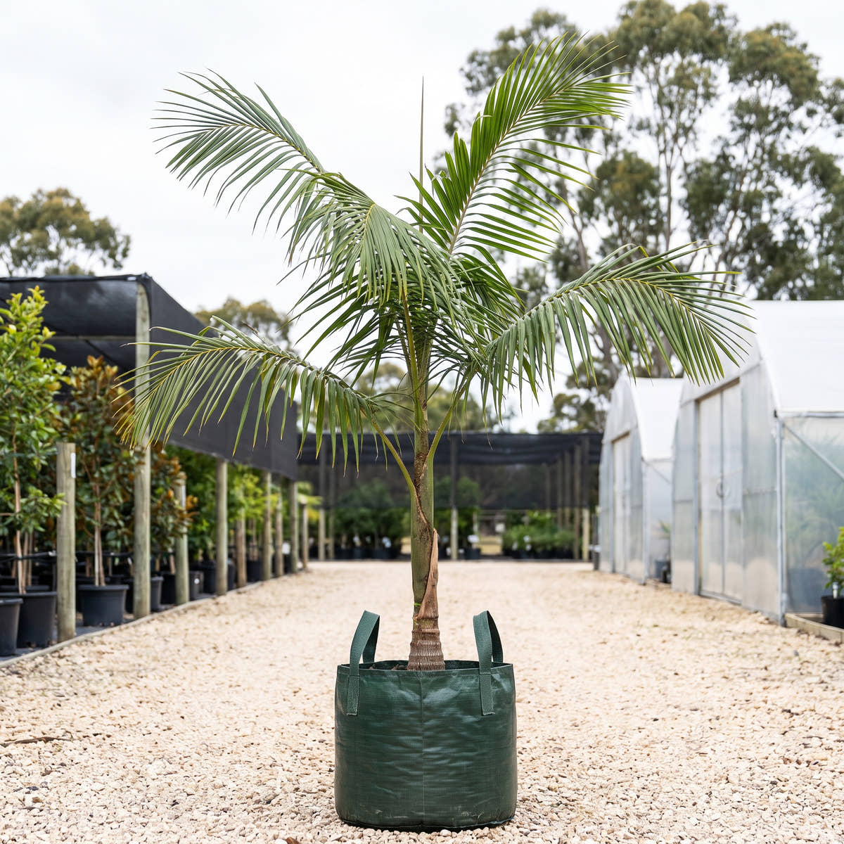 Hydriastele microcarpa