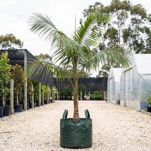 Hydriastele microcarpa