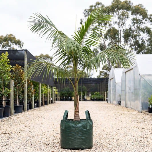 Hydriastele microcarpa