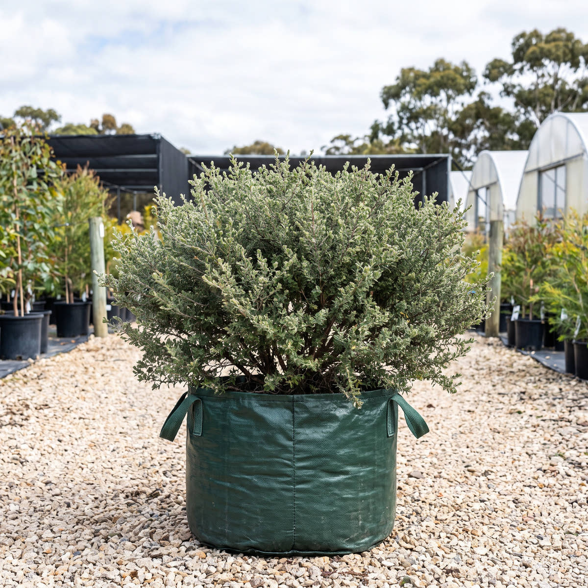 Cape Schanck Woolly Tea Tree - Leptospermum lanigerum ‘Cape Schanck’
