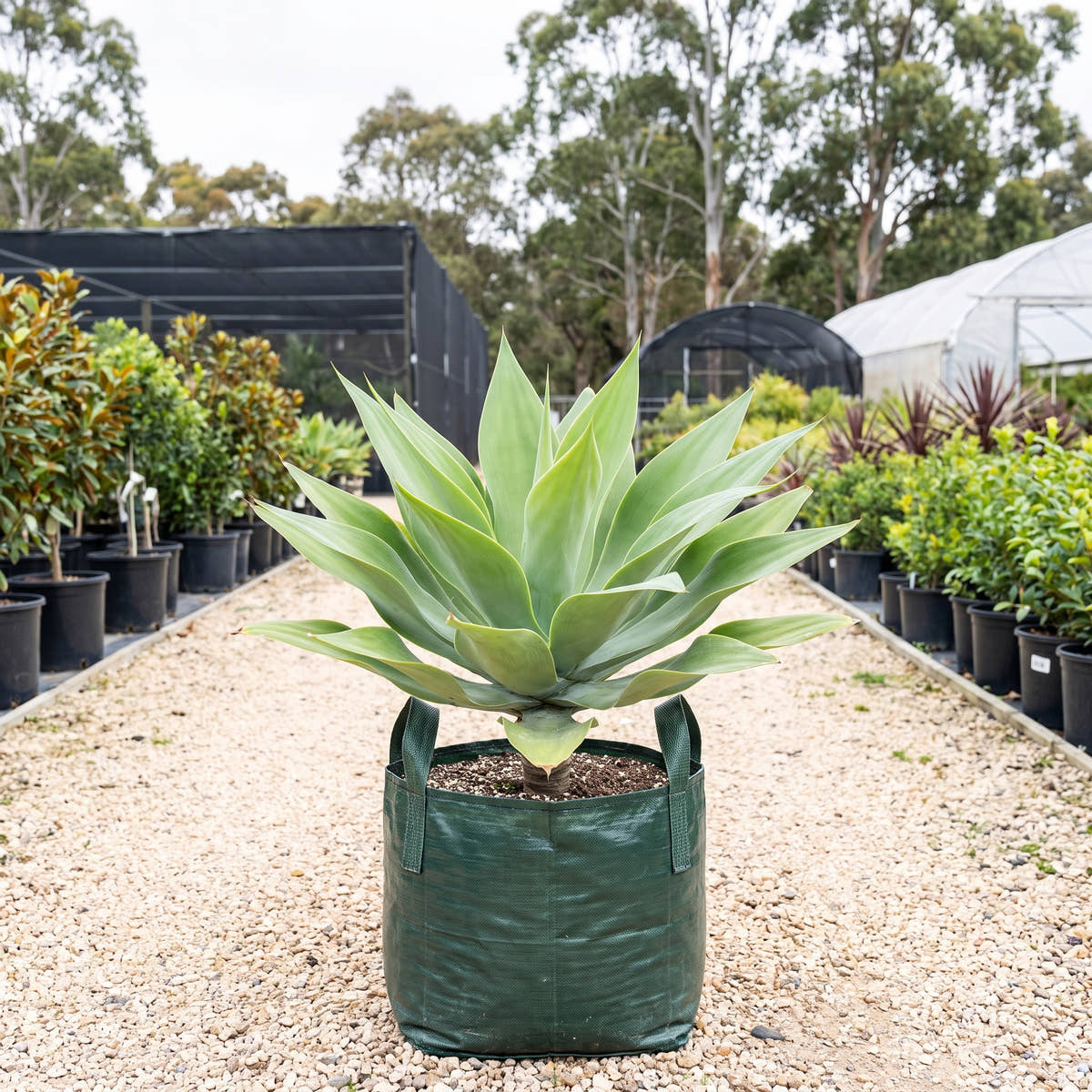 Foxtail Agave - Agave attenuata