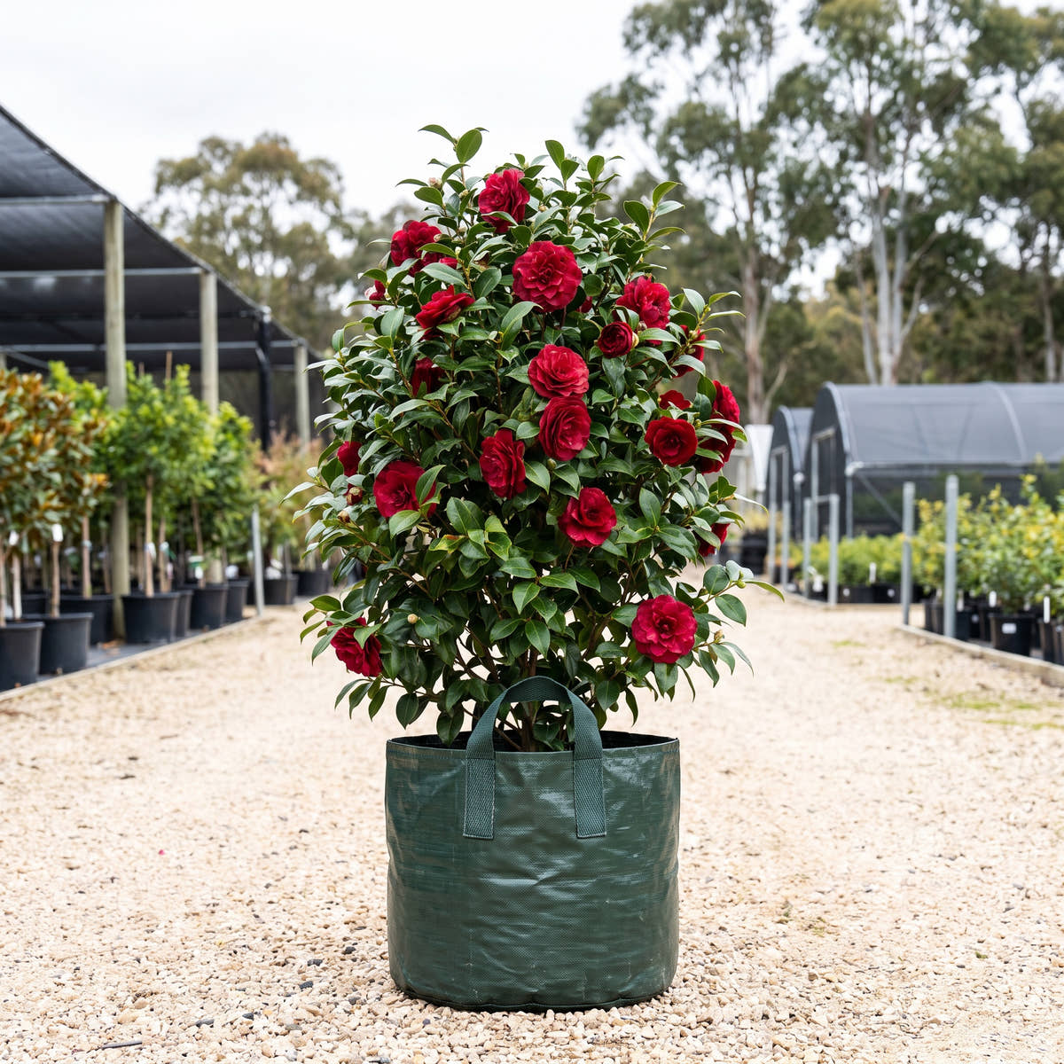 Grand Slam Camellia - Camellia japonica ‘Grand Slam’
