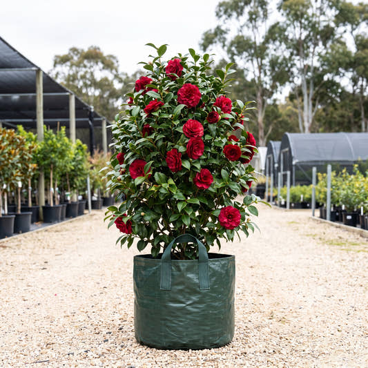 Grand Slam Camellia - Camellia japonica ‘Grand Slam’