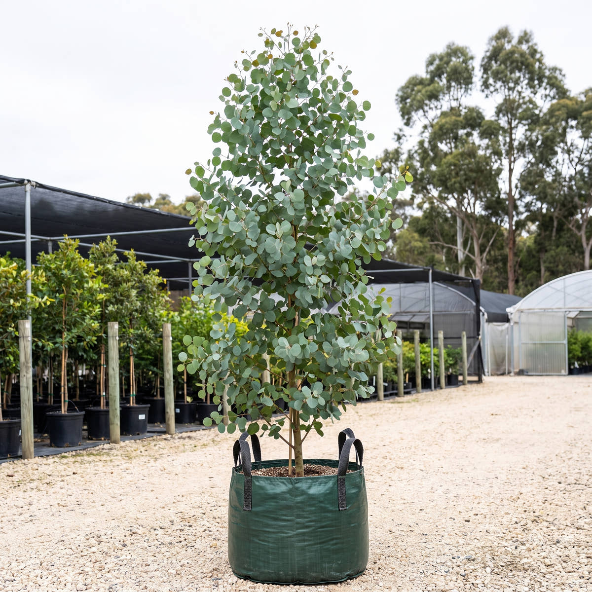 Red Box - Eucalyptus polyanthemos