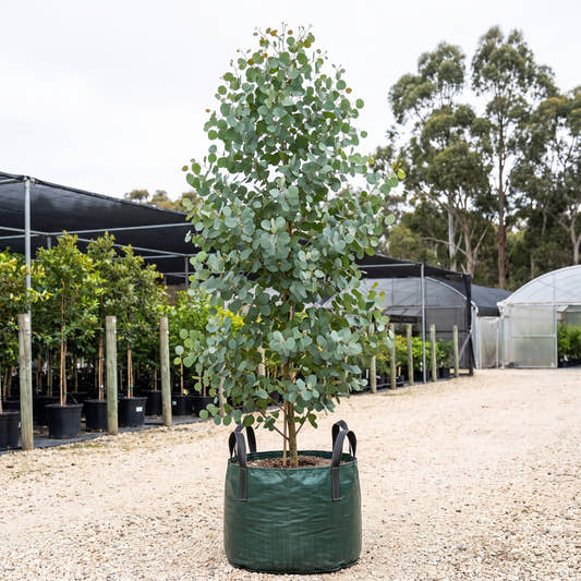 Red Box - Eucalyptus polyanthemos