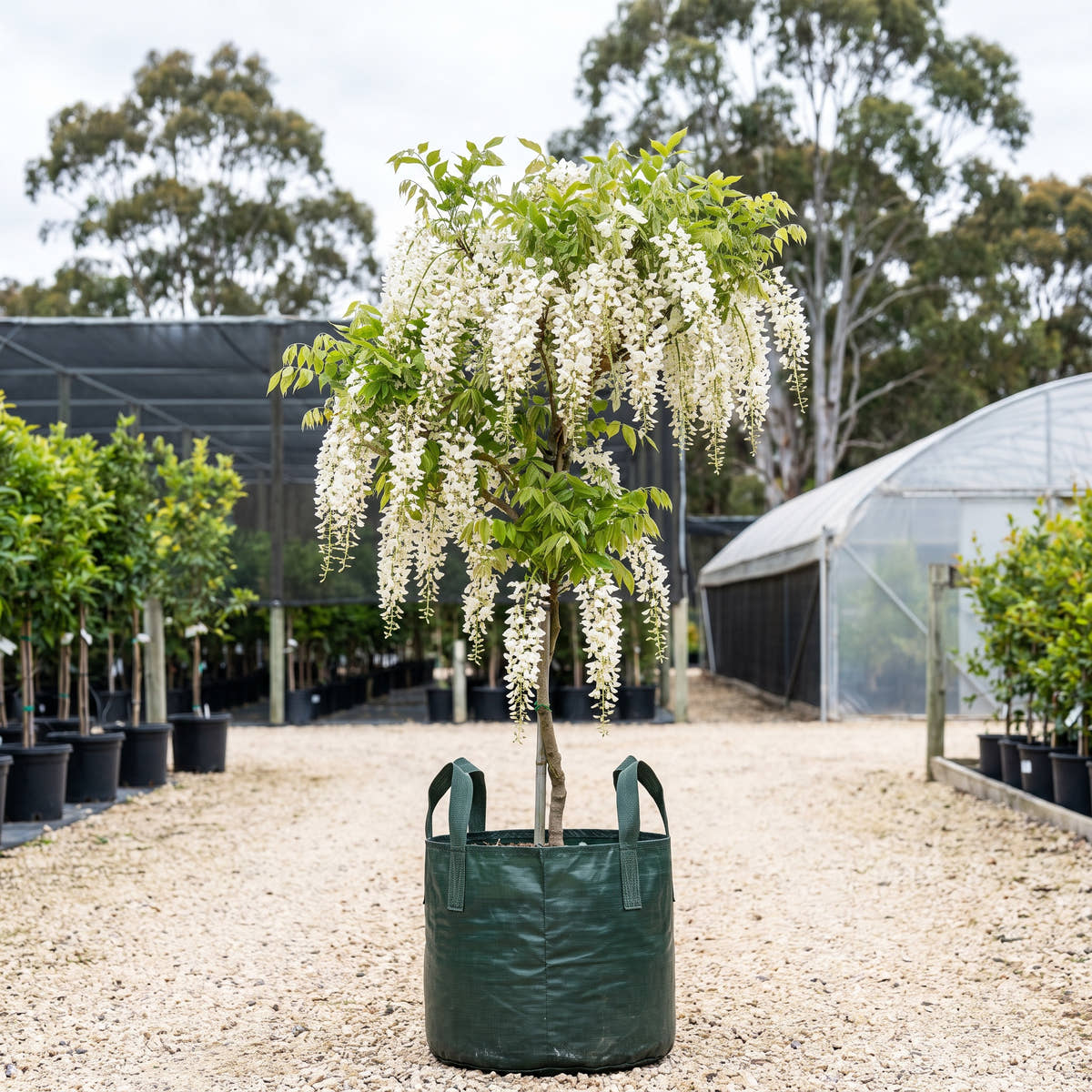 White Silky Wisteria - Wisteria brachybotrys ‘Shiro Kapitan’