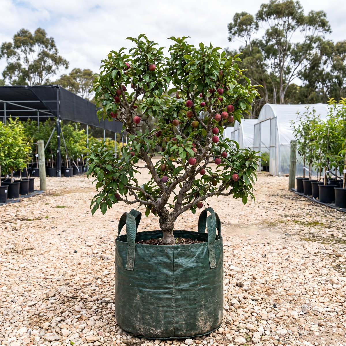 A Okay Dwarf Plum - Prunus domestica ‘A Okay’