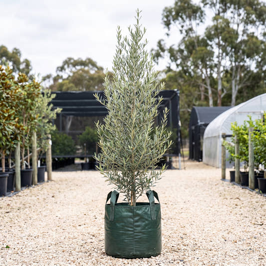 Tolley’s Upright Olive - Olea europaea ‘Tolley’s Upright’