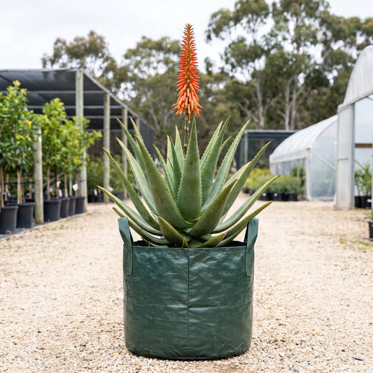 Aloe ‘Bottlebrush’