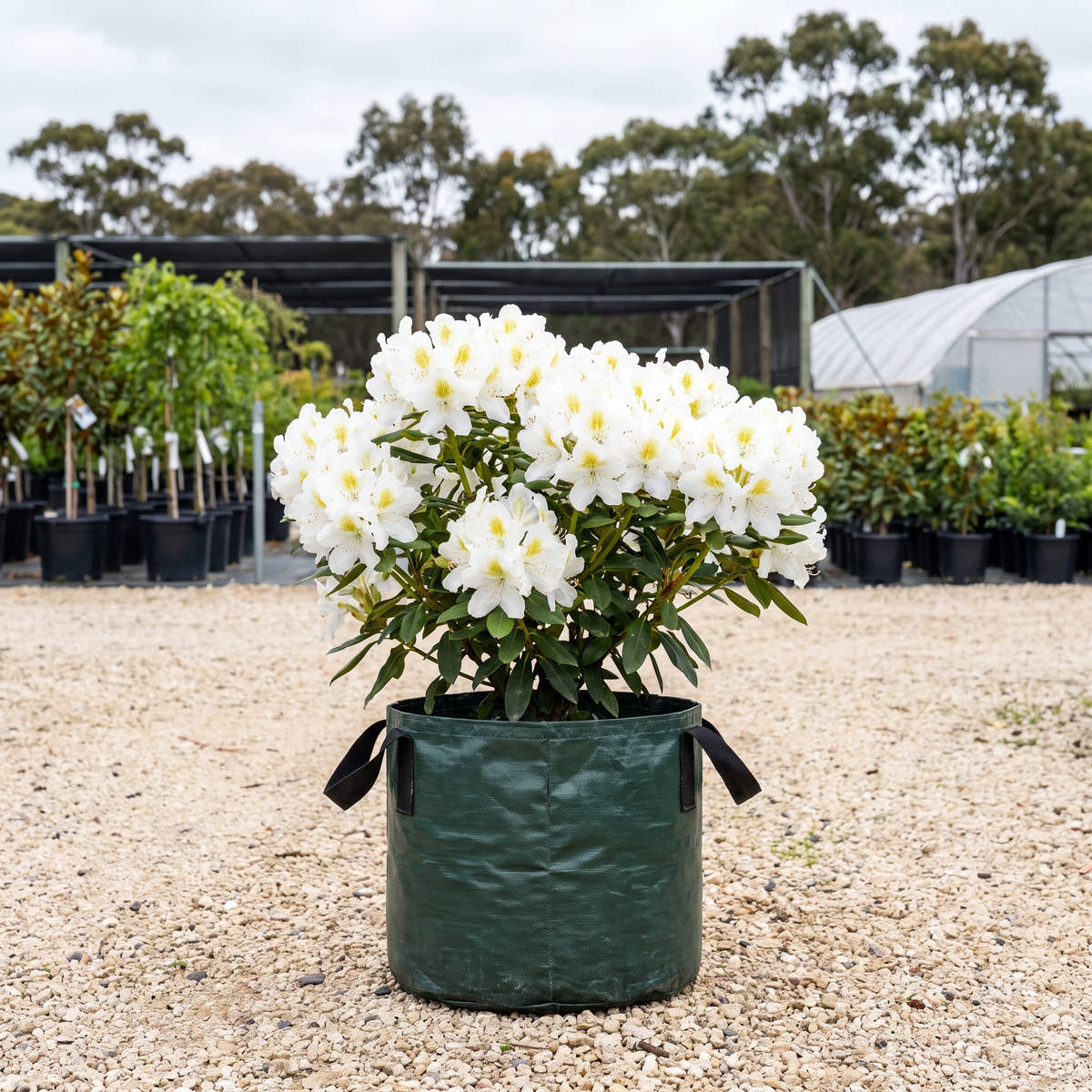 Alba Magna Azalea - Rhododendron ‘Alba Magna’