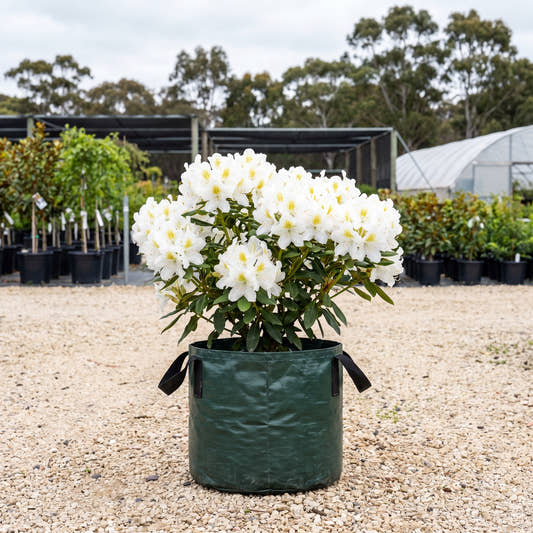 Alba Magna Azalea - Rhododendron ‘Alba Magna’