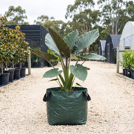 Hardy Elephant Ear - Alocasia wentii