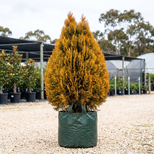 Shirls Supreme Biota - Thuja orientalis ‘Shirls Supreme’