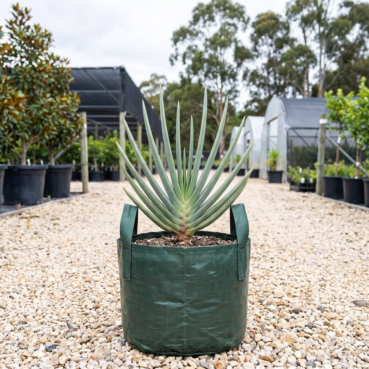 Fan Aloe - Aloe plicatilis