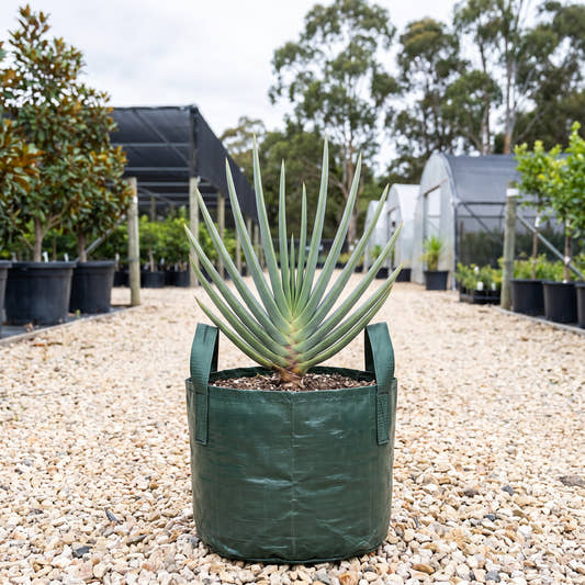 Fan Aloe - Aloe plicatilis