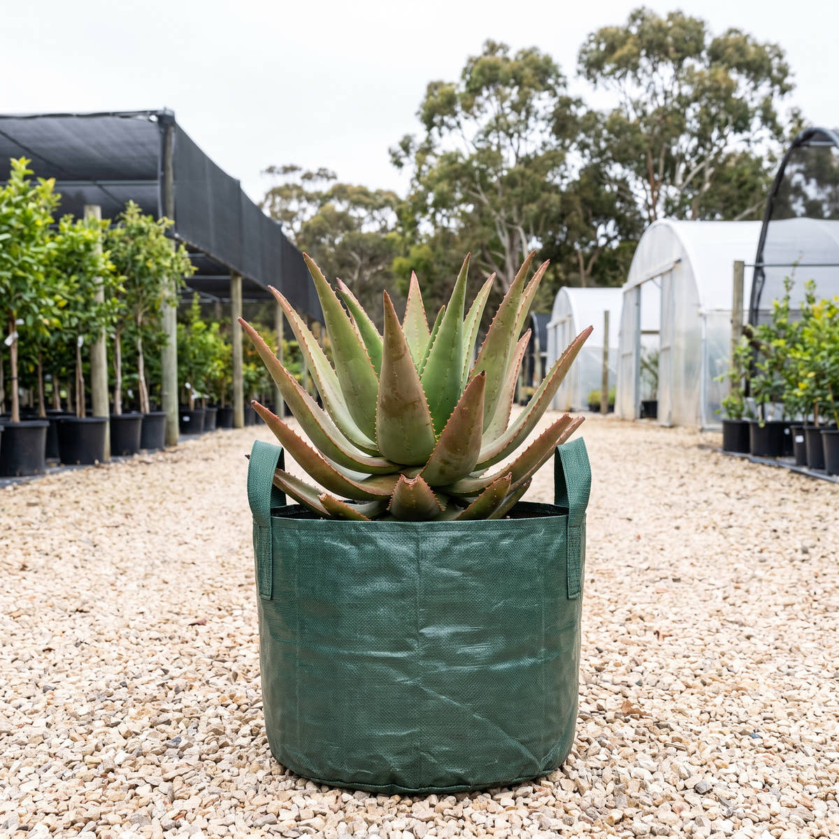 Aloe ‘Tusker’