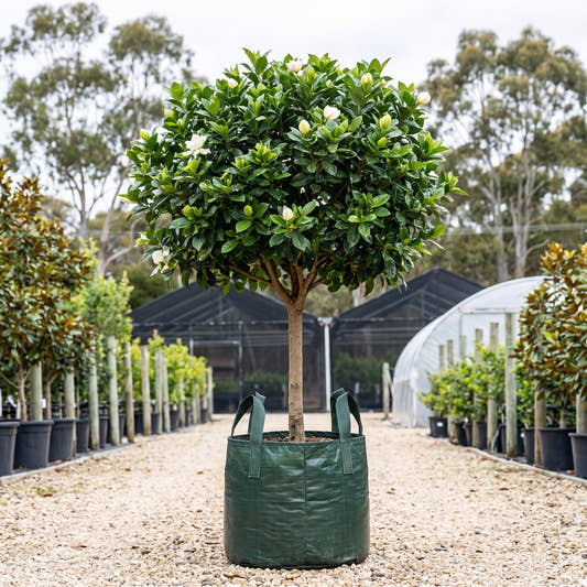 Aimee Yoshiba Gardenia (Standard) - Gardenia augusta ‘Aimee Yoshiba’