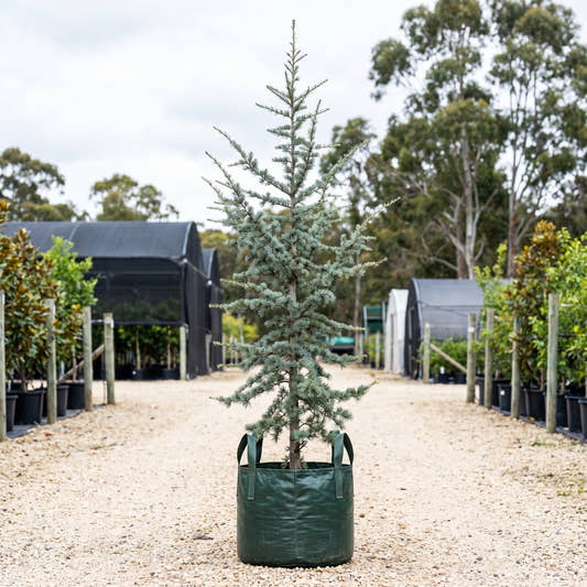 Blue Atlas Cedar - Cedrus atlantica ‘Glauca’