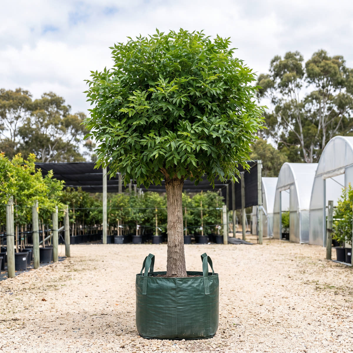 Leprechaun Green Ash (Standard) - Fraxinus pennsylvanica ‘Johnson’